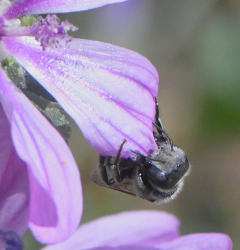 Hoplitis cristatula